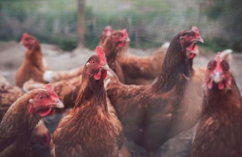 The Bothy, Press Mains Farm Cottages - Photo 12