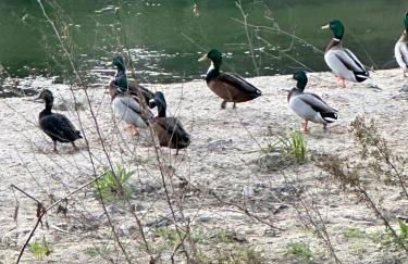 NATURE e SPA AL - Termas Saúde e Beleza, Totalmente Renovado - Piscinas Municipais em frente - Epoca Julho a Setembro - Foto 15
