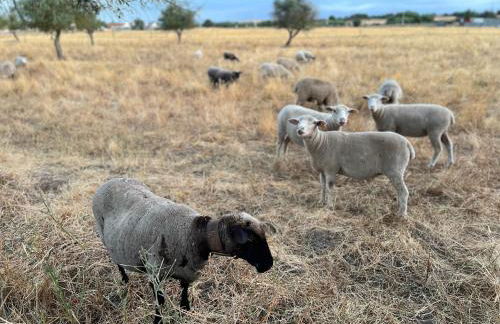 Casas SaoMiguel33 - Foto 37