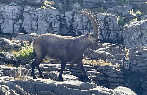 Résidence Les Chardons Argentés - Foto 30