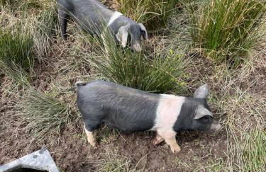 Barnaby’s Barn - Photo 24