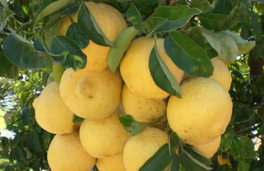 Chalet Claudia - Foto 22