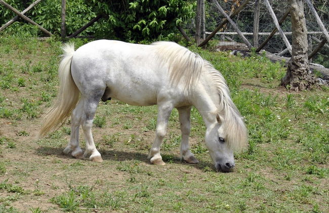 Villapiana Country House - Foto 19