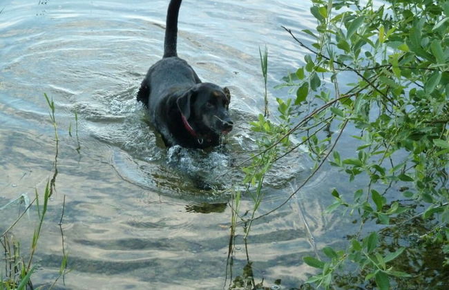 The Fischerhaus on Lake Malkwitzer See - Foto 3
