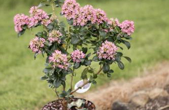 LakEscape - Waterfront Self- Catering Cabins - Foto 104