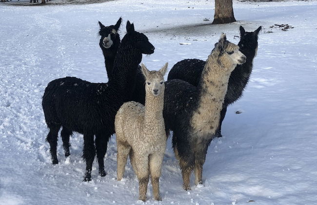 High Country Trail Rides & Farm Stay - Foto 8