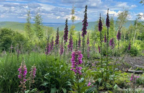 Apartament pod Wielką Sową z Sauną Infrared - Foto 30