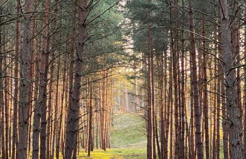 Ferienwohnung auf Pferdehof - Foto 29
