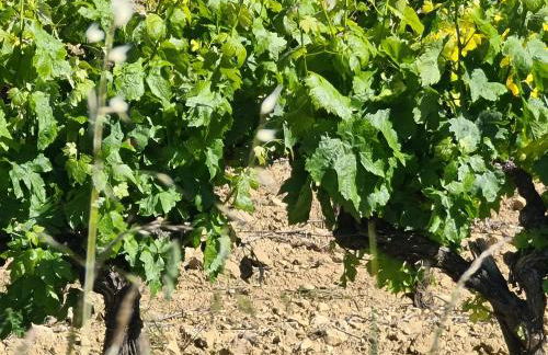 Le domaine du Moulin de Cors - Foto 27