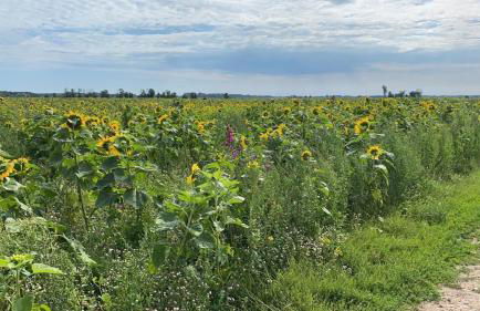 Gut Koselau Landhaus II - Foto 23