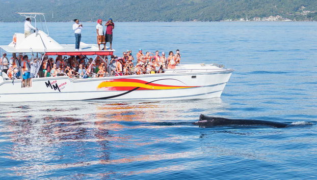 Get to see these aquatic mammals up close