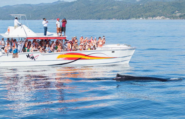 Whale Watching + Cayo Levantado Day Trip - Photo 3