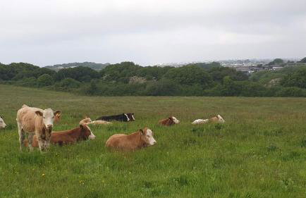 Holiday Lodge, sleeps 4, with sea & countryside views - Foto 23