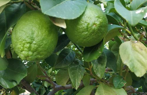 Kleoni's cottage - Foto 43