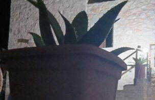 Pandera areopoli - Foto 14