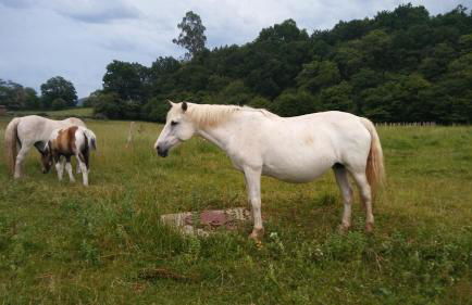Posada Santa Eulalia - Foto 27
