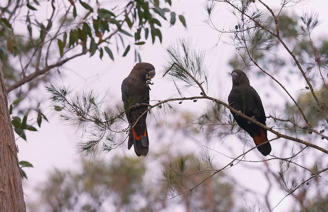 Bay and Bush, Jervis Bay - Photo 58