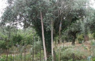 Quinta do Casal da Bica - Foto 46