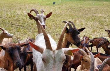 Au petit bois magique - Foto 21