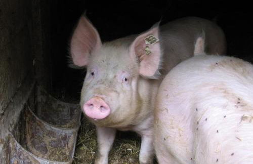 Ramsteinerhof - Foto 17