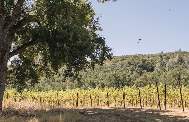 Huttopia Wine Country - Foto 70