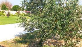 Casa Vacanze 9 Cavalieri - Foto 4, Garden view