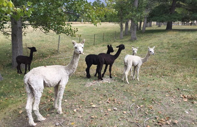 Galaxy Lounge - Foto 21