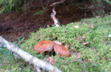 Rykowisko - domki całoroczne nad jeziorem i rzeką - Foto 40