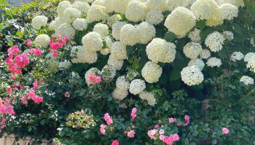 Villa Ortensia Garden - Foto 3, Garden, Garden view