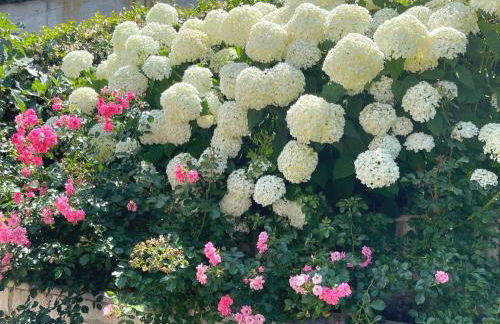 Villa Ortensia Garden - Foto 3