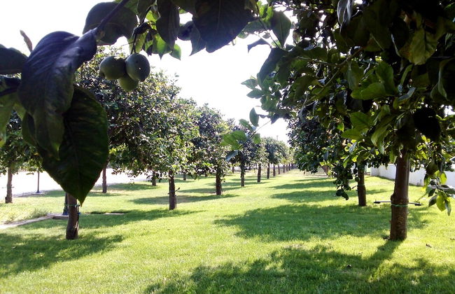 Agriturismo Terra dei Limoni - Foto 68