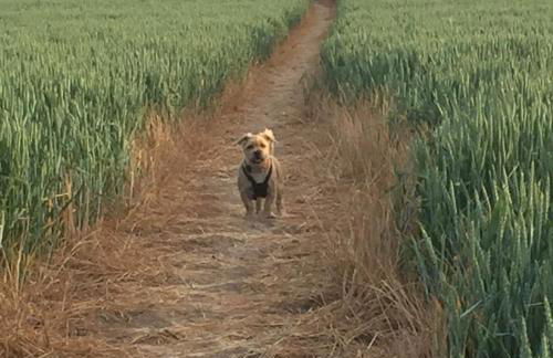 Holly Cottage - Foto 39