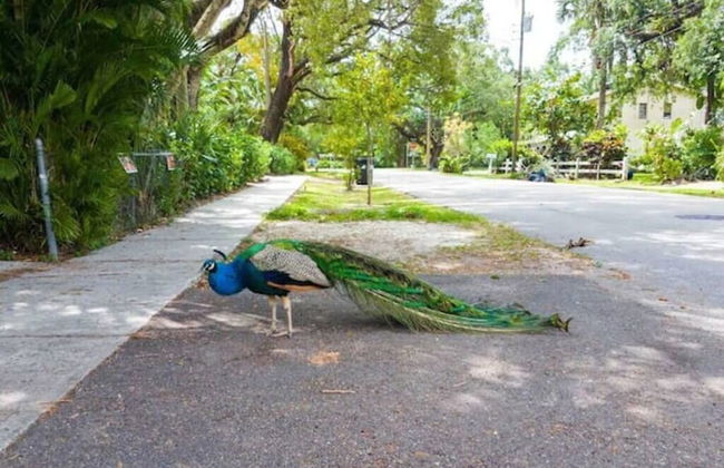 Peacock 2 in Fort Lauderdale - Foto 24