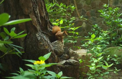 Leśny kasztel pod sosnami. Pokój w koronach drzew. - Foto 30