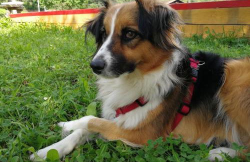 Feldererhof - Foto 14