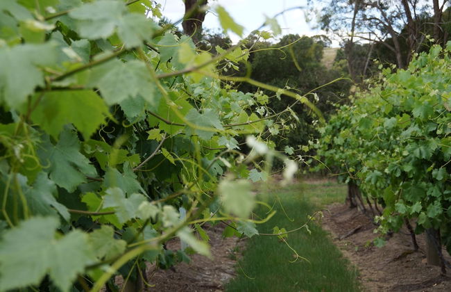 Gisborne Peak Winery Cottages - Foto 51