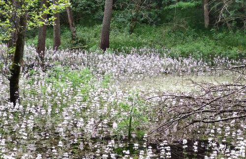 Srokowski Dwór 1 - Stara Kuźnia - Prywatna Sauna ! - Foto 47