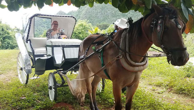 Viñales Valley Carriage Ride - Foto 3
