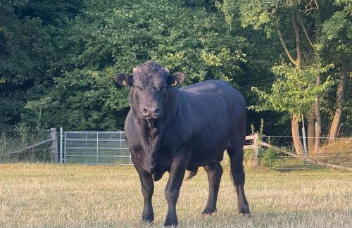 Hof König - Foto 11