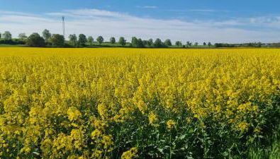 Ferienhaus Q1, Ruhe und Erholung in der Eifel - Foto 4
