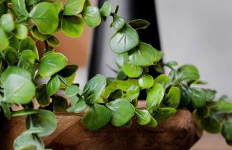 Domek Panorama z Jacuzzi - Foto 60