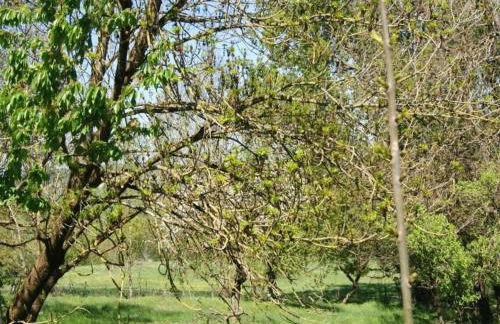 Chalet in Dabo near Castle Ruins - Photo 41