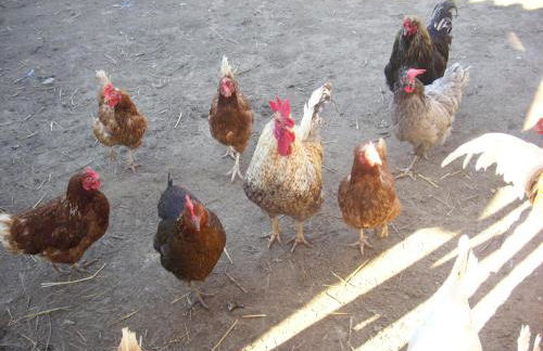 Ferienwohnung Barthel - Foto 11