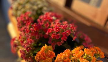 Chalé House Falkenberg - Foto 5, Garden