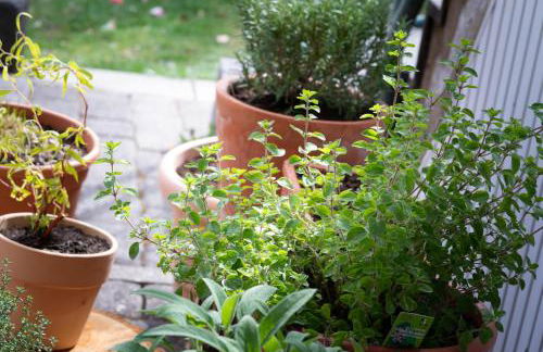 FeWo Oasis - Foto 14