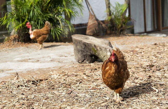 Aldea Sabatinga - Foto 48