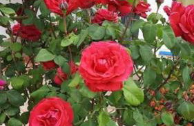 Casa Villami, GROUND FLOOR APARTMENT - Foto 17