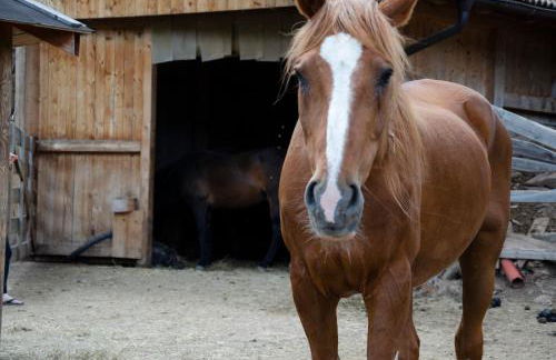 Schupferhof - Foto 17