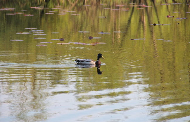 Holiday Flat in Kolczewo-70 qm for 6 Persons - Foto 19