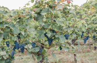 Brehm Living - Foto 19